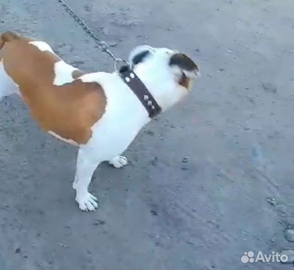 Вязка,питбуль