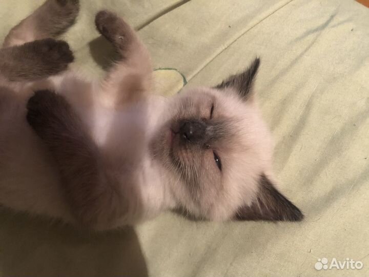 Сиамская кошечка