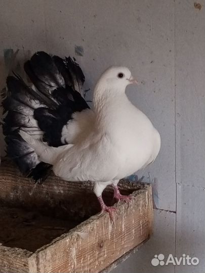 Голуби (павлины)