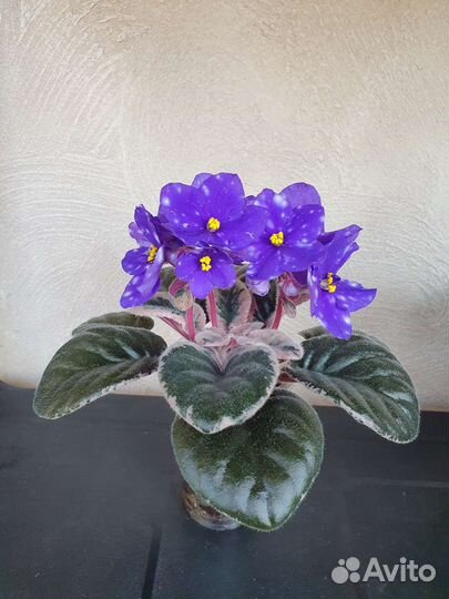 Сортовые фиалки