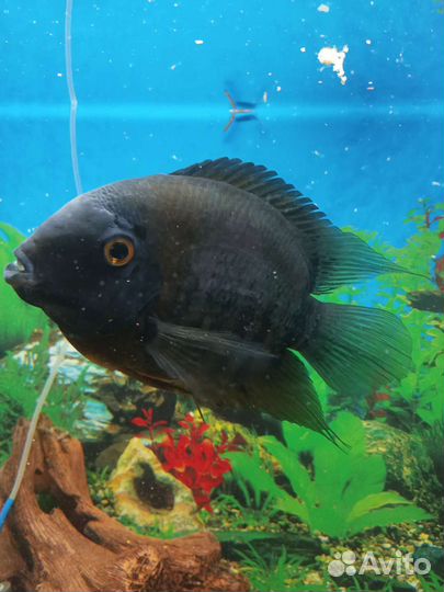 Северум красноплечий