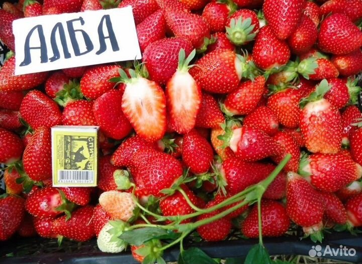 Клубника Азия,Альба,Клери
