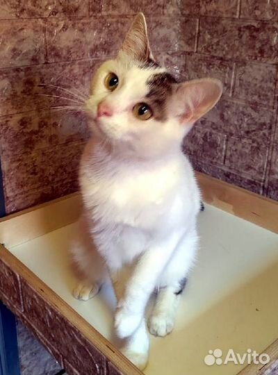 Молодой котик Гриша, в дар