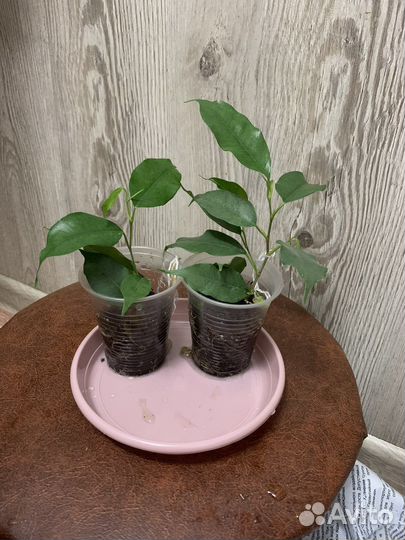 Фикус Даниэль