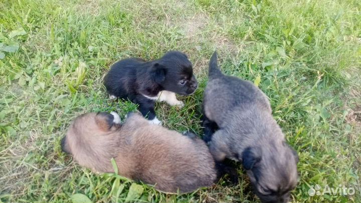 Щенки пекинеса