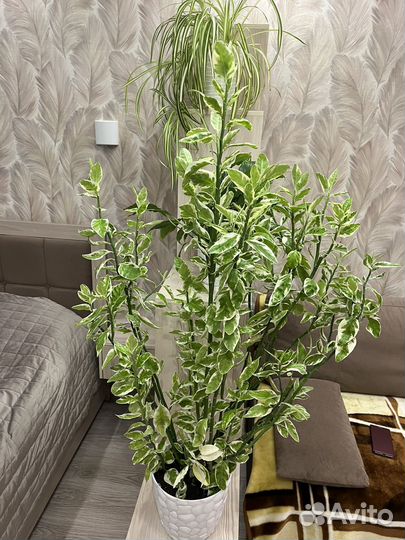 Педилантус