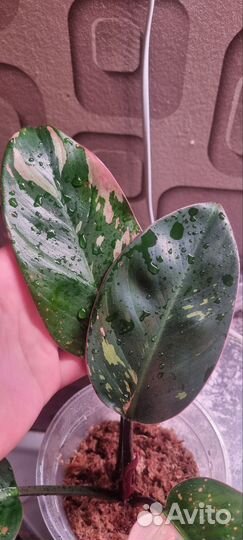 Филодендрон Конго ред вар