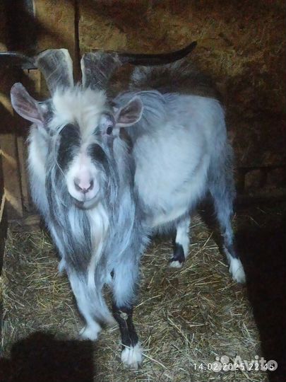 Козел на племя