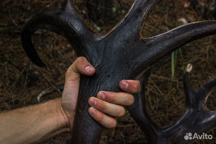 Имитация черепа северного оленя