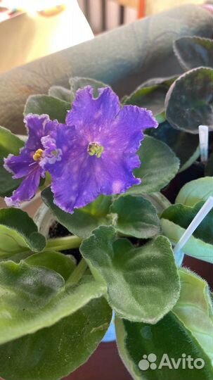 Фиалки сортовые(черенки, детки,стартеры)