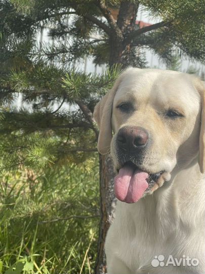 Выгул собак