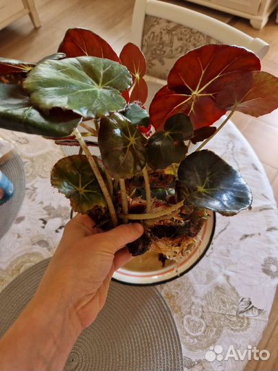 Бегония лотосовидная