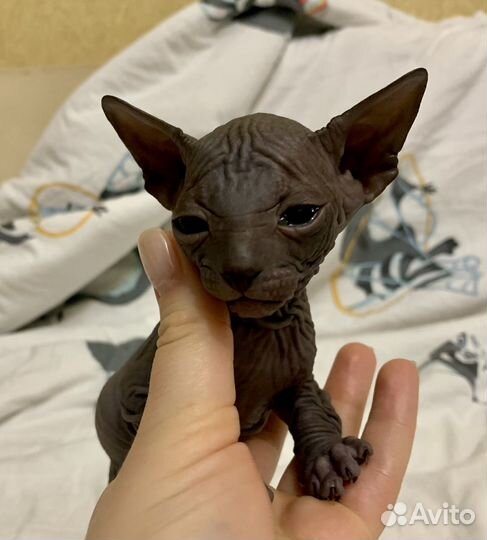 Канадский сфинкс