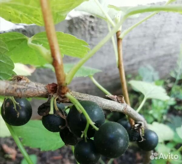 Саженцы смородины черной