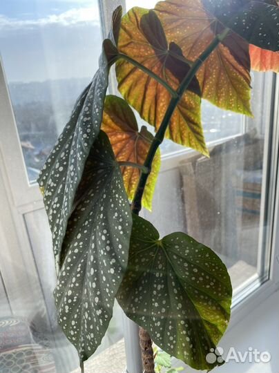 Бегония с красными листьями