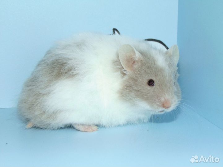 Сирийские хомяки из питомника 
