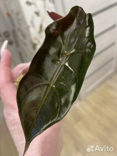 Алоказия чантриери