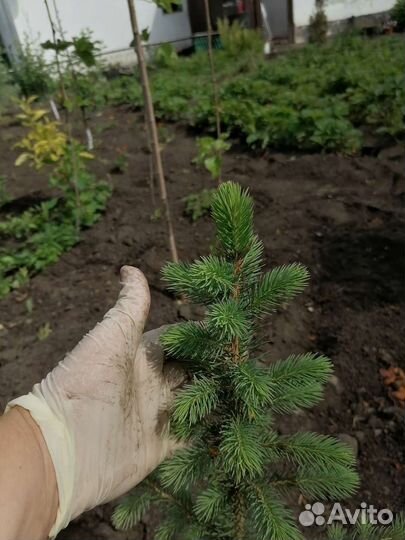 Ель голубая