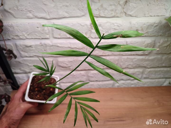 Комнатные цветы Хамедорея