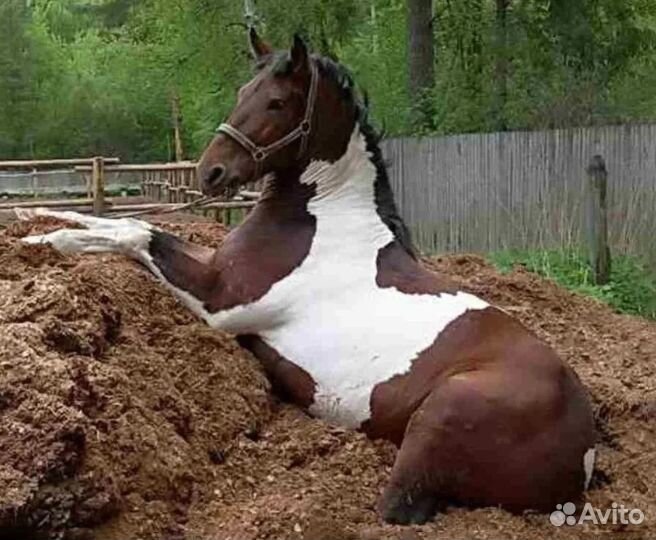 Навоз конский