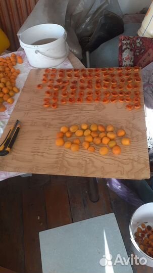 Абрикос саженцы от года до 3х лет