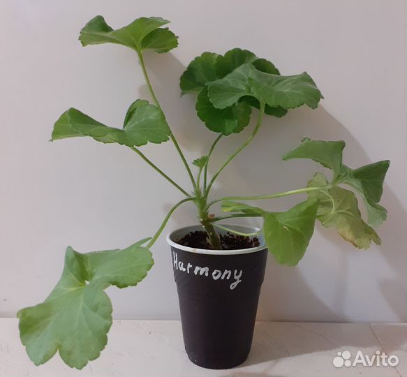 Комнатные растения