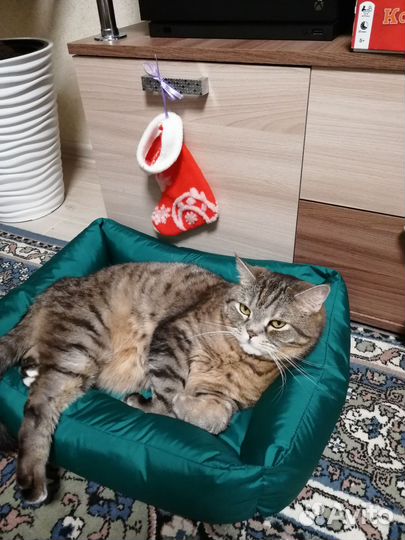 Шотландский кот в добрые руки