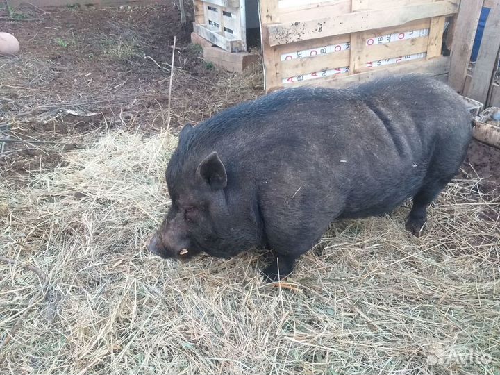 Услуги Вьетнамского вислобрюхого хряка