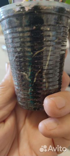 Кротон Занзибар