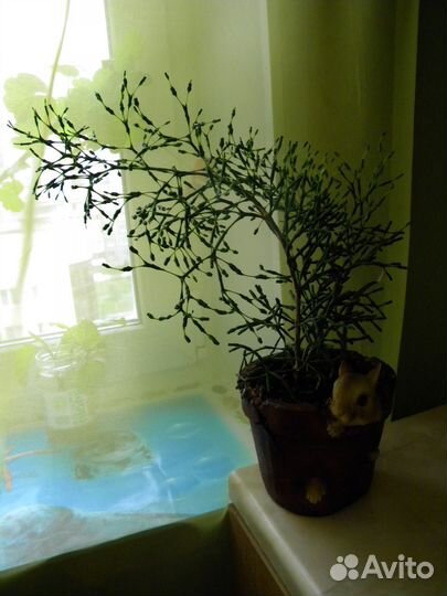 Хатиора саликорнеивидная (Hatiora salicornioide)