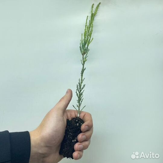 Скальный можжевельник Скайрокет 20-35см