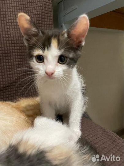 Кошки в добрые руки бесплатно