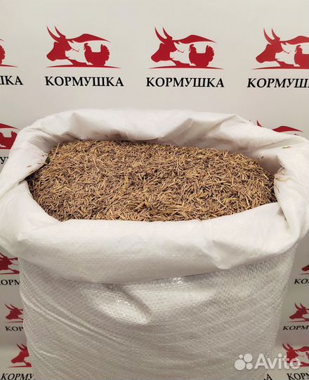 Костер семена