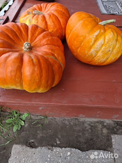 Тыквы домашние