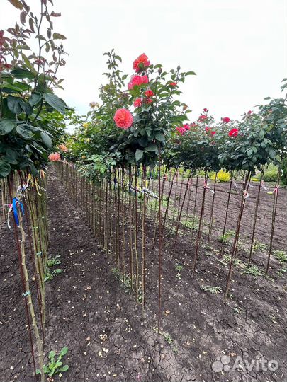 Розы на штамбе от 120см, более 40 сортов
