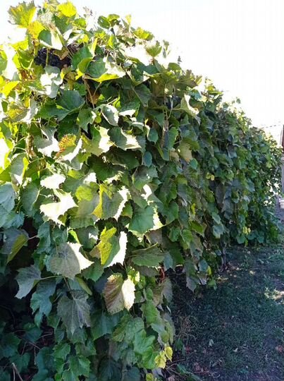 Участок 90 сот. (ИЖС)