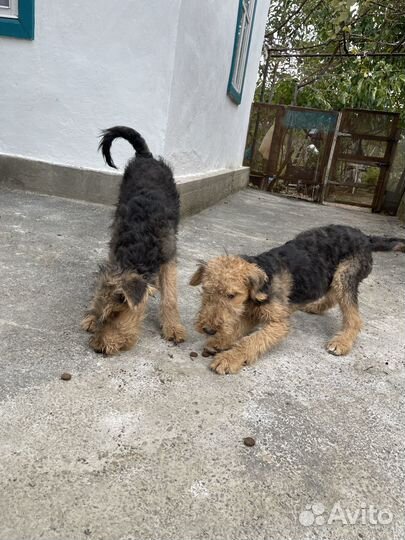 Щенки эрдельтерьер