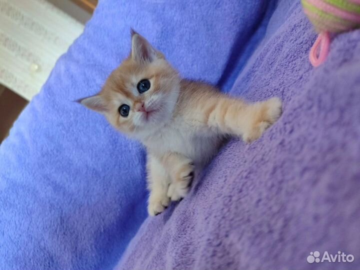 Шотландская