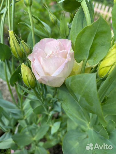 Рассада Эустомы на весну 2024 г