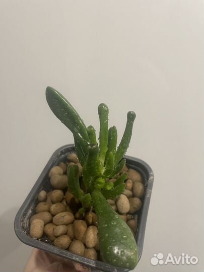 Суккуленты. Хавортия. Крассула коралл