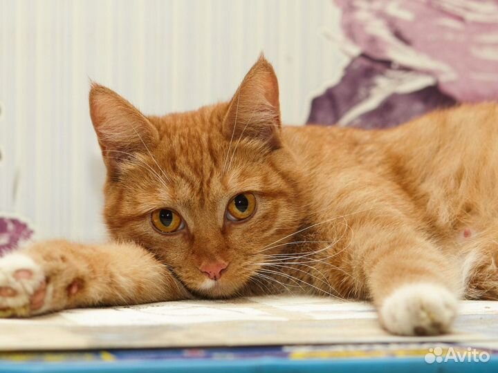 Ищет Дом Шикарная, Ласковая Рыже-Белая красавица