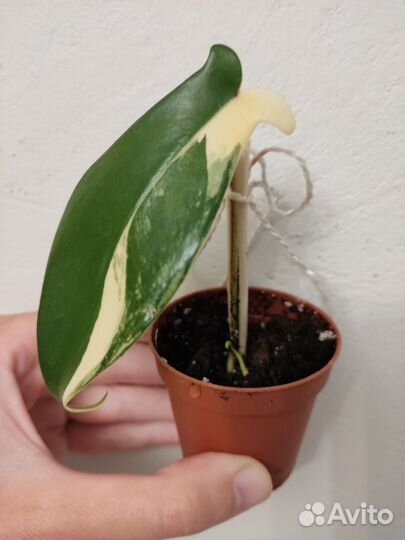 Филодендрон маска вариегатная