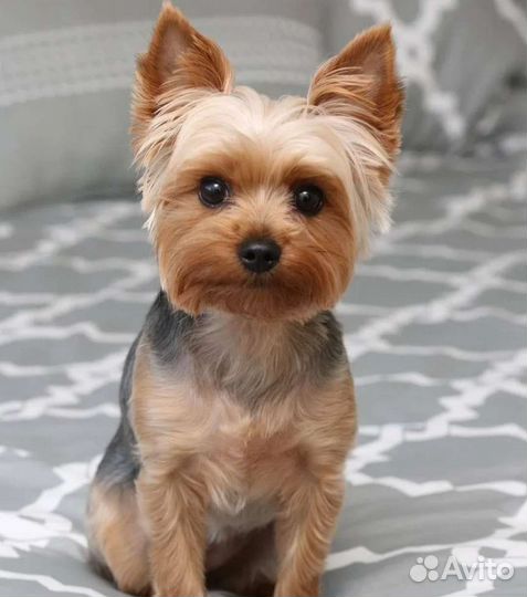 Йоркширский терьер вязка мальчик