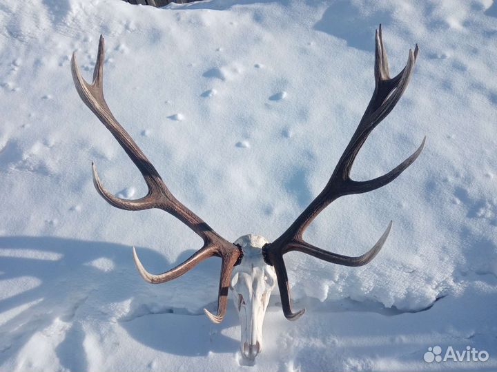 Рога оленя и лося