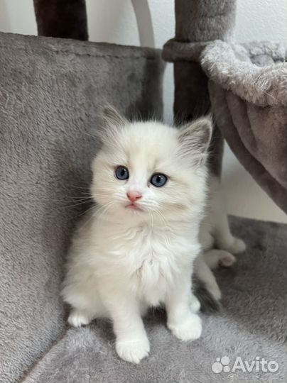 Котята рэгдолл в заботливые руки