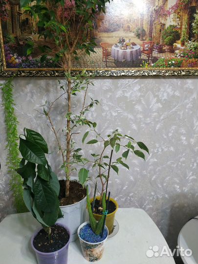 Комнатные цветы,фикус, авокадо