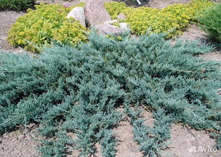 Можжевельник горизонтальный Ice Blue