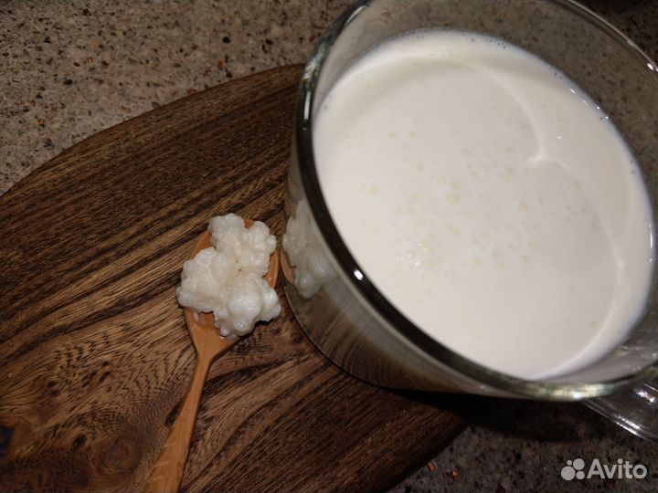 Кефирный тибетский молочный гриб