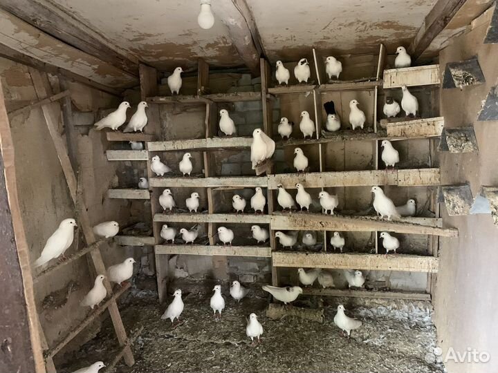 Продажа голубей