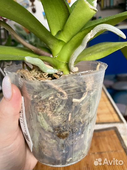 Орхидея фаленопсис биг лип